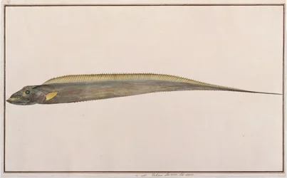 Largehead Hairtail, från Drawings of Fishes from Malacca, c.1805-18 (wc på papper)